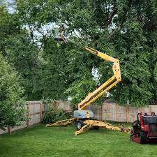 Best Palm Tree Trimming  in Marana, AZ