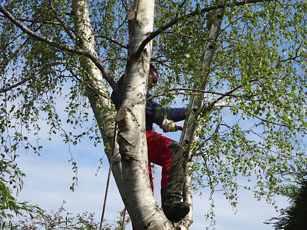 How Our Tree Care Process Works  in  Marana, AZ