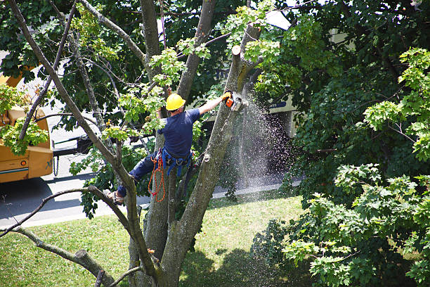 Trusted Marana, AZ Tree Removal Services Experts